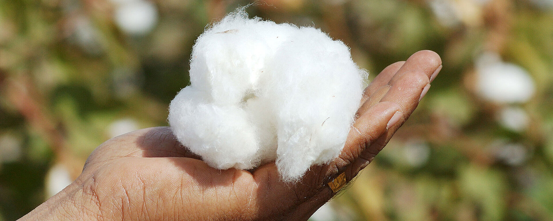 Organic Cotton Vs. Conventional Cotton: What's The Difference?